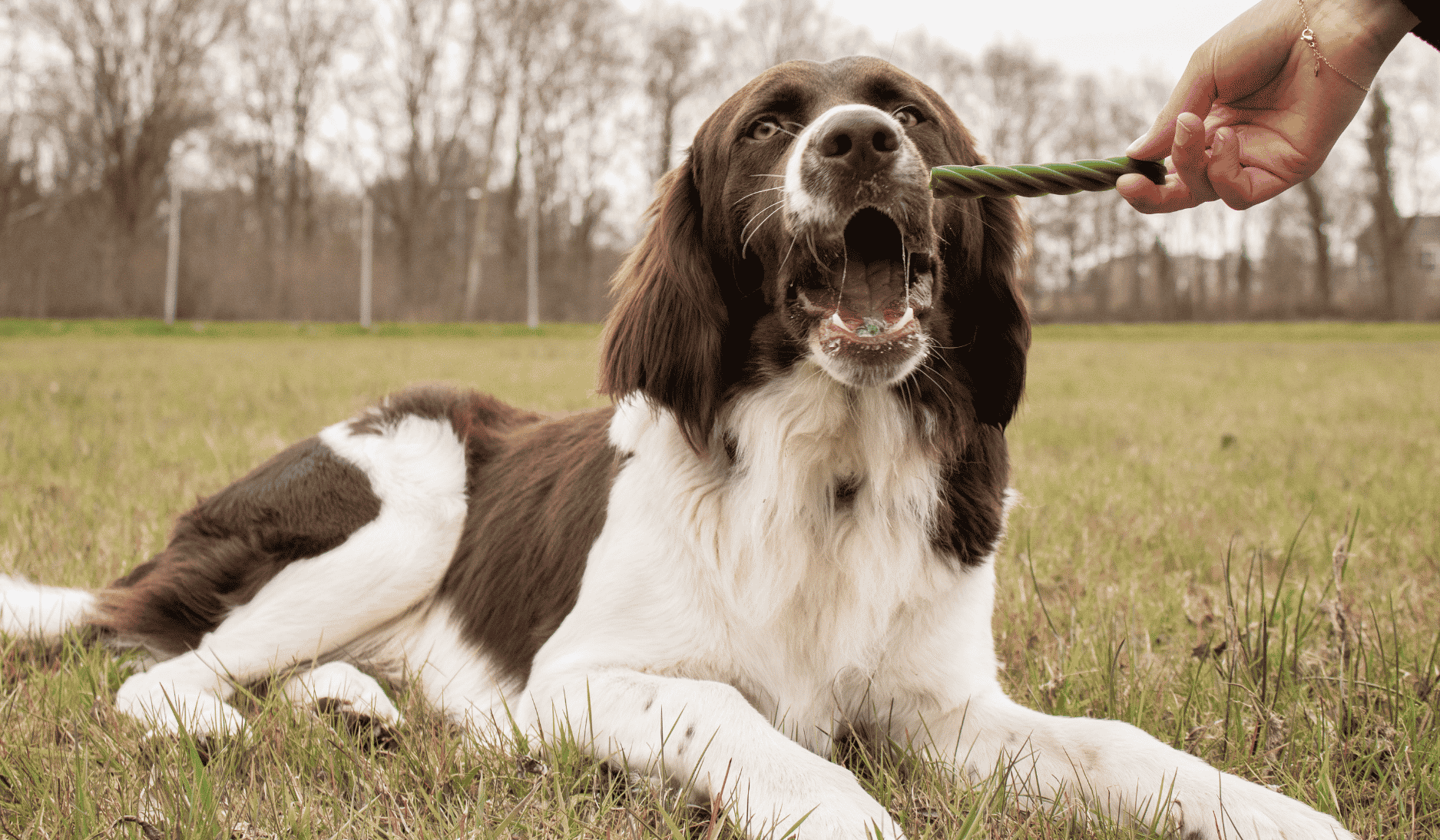 Zijn vegetarische snacks gezond voor honden?
